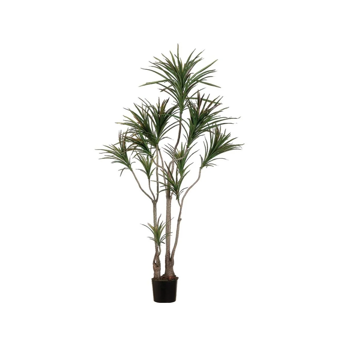 6' Dracaena Marginata Tree