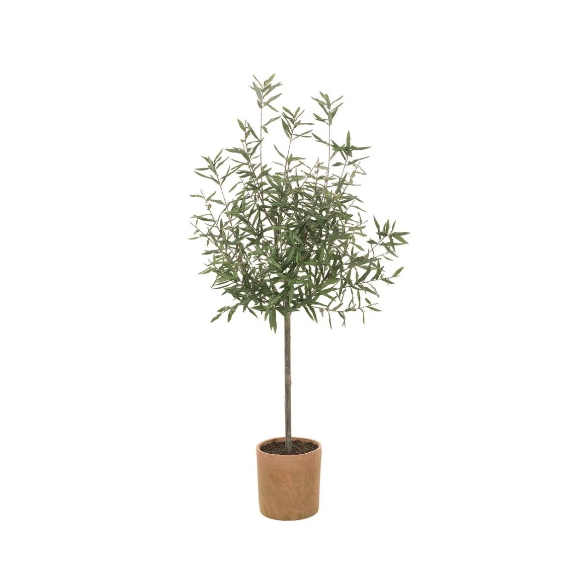 70" Olive Tree