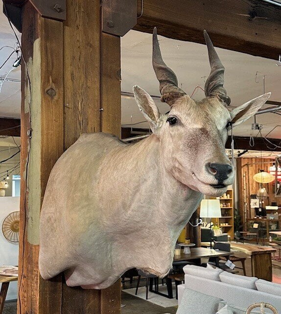 Animal Mount - Eland
