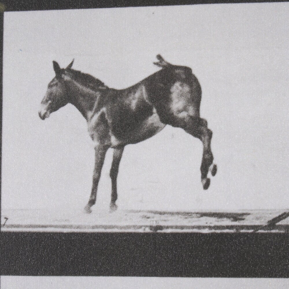 Bucking and Kicking Wall Art - Image 7