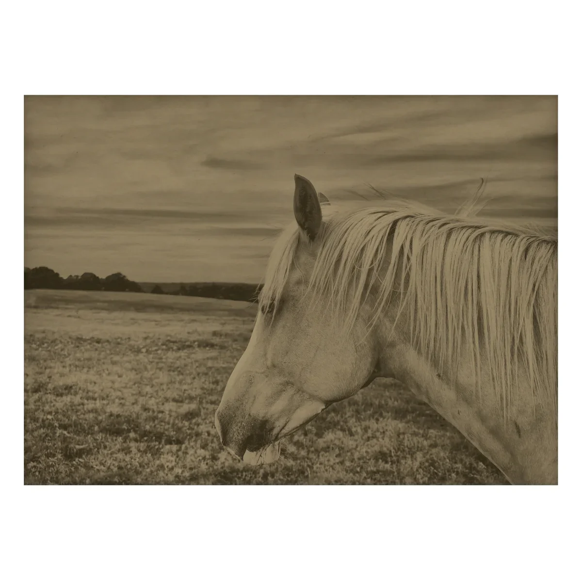 Horse in a Field Artwork in Ash Frame - Image 3