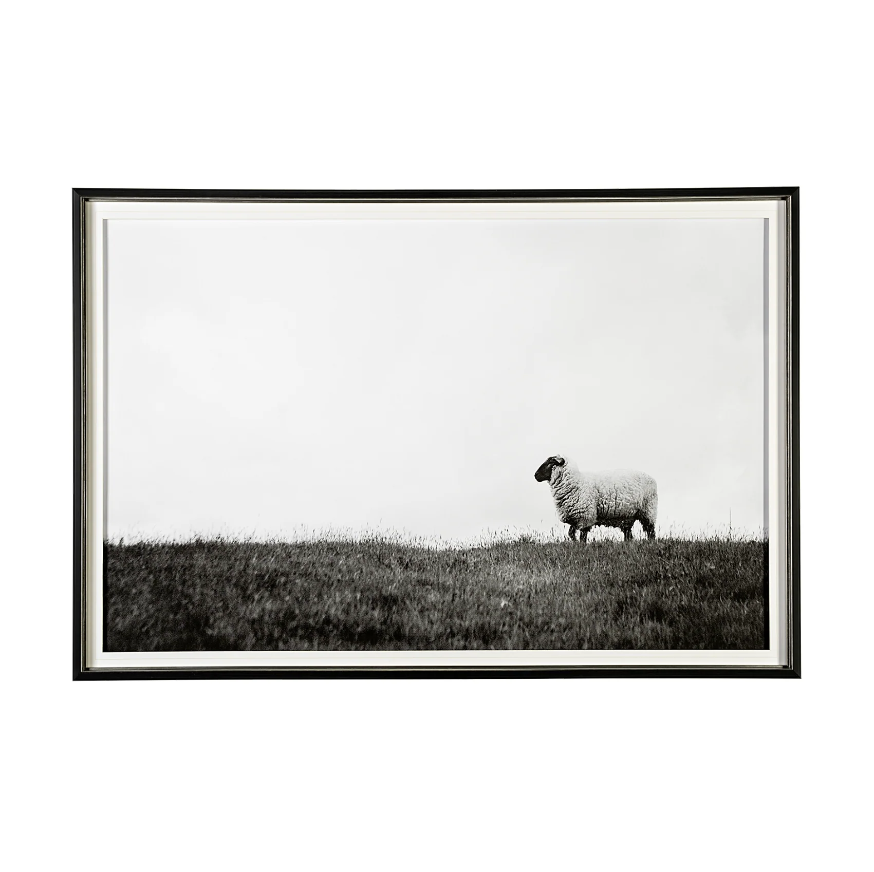 Lady Sheep II