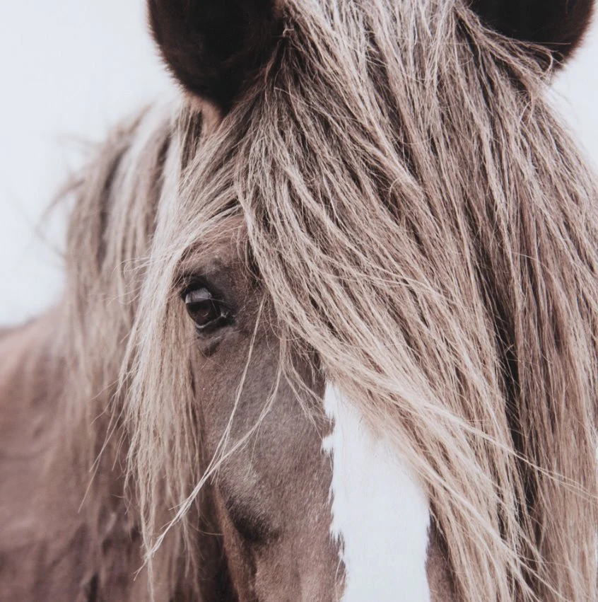 Wild Mane - Image 3